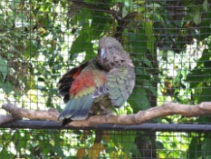 Kiwi Birdlife Park
